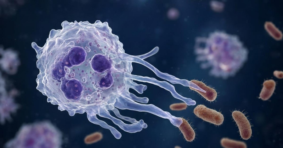 Neutrophils — illustration